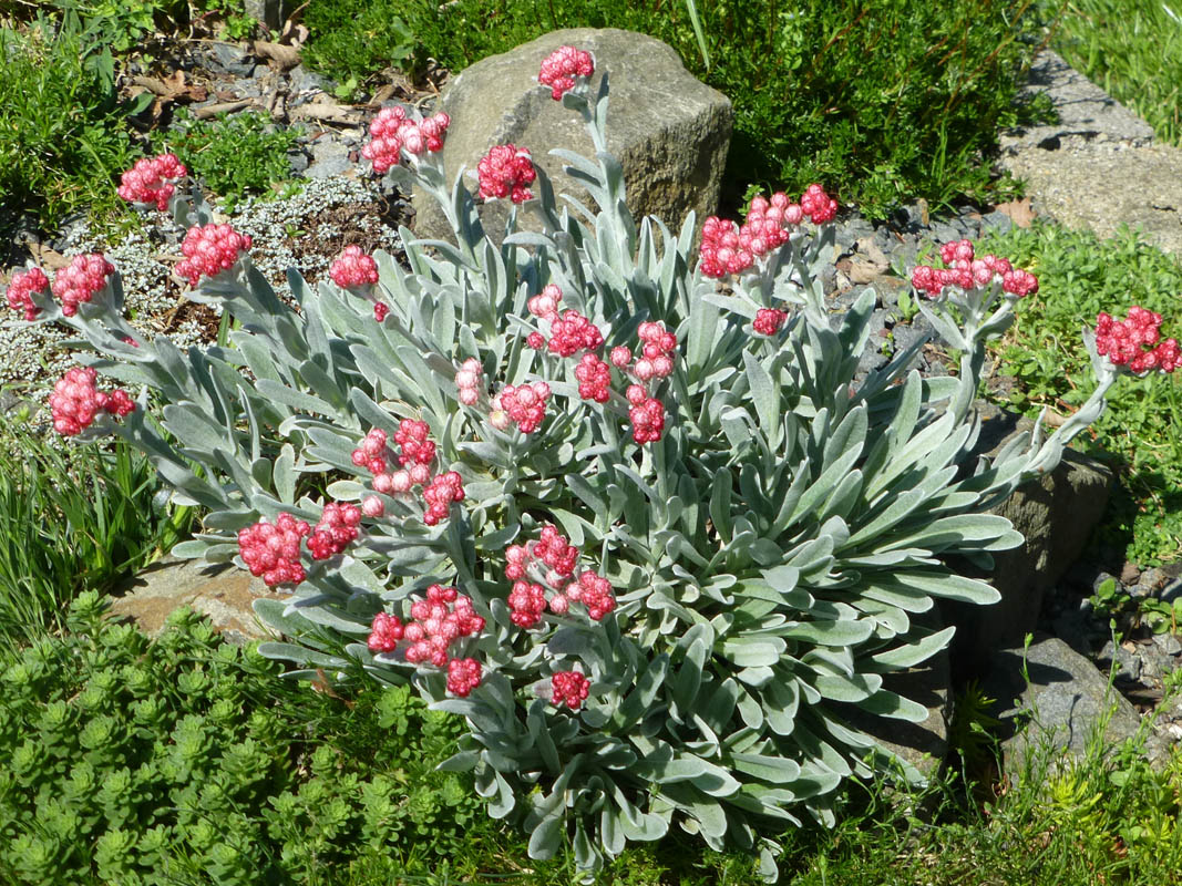 Helichrysum amorginum 'Ruby Cluster' photo